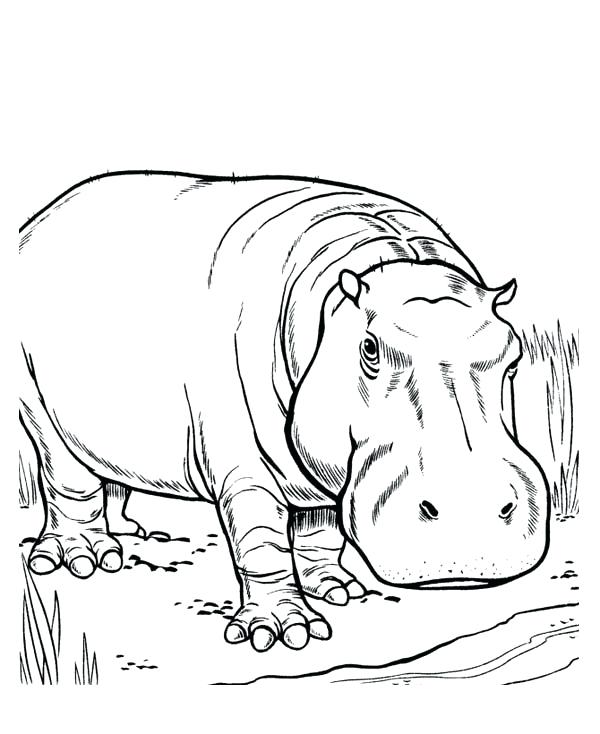 Hippo Coloring Pages Hippo Territory Hippo Coloring Page Free Cute 600x734 Hippo Coloring Pages Hippo Territory Hippo Coloring Page Free Cute