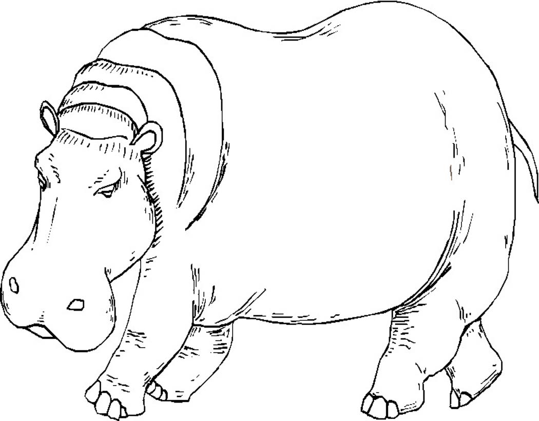 Hippopotamus Coloring Pages 1050x820 Hippopotamus Coloring Pages