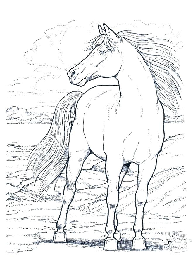 660x880 Horses Coloring Pages