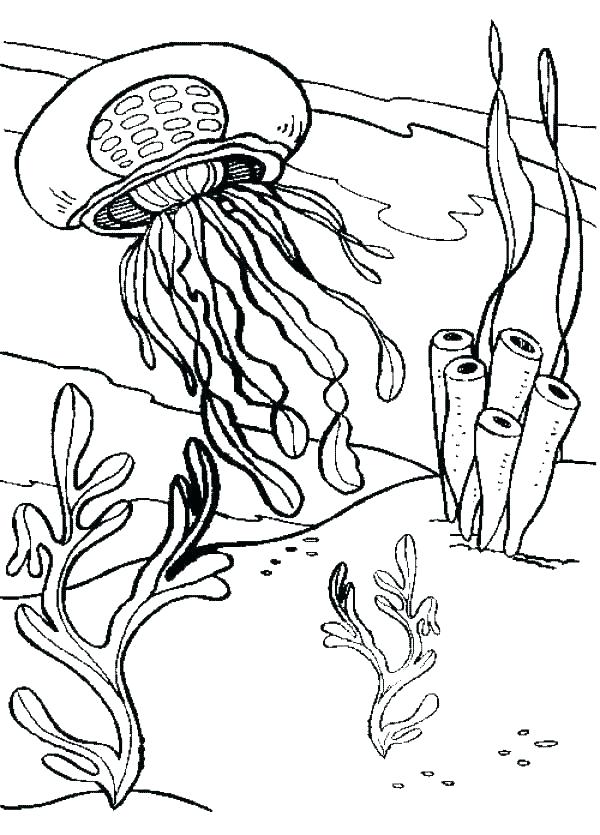 600x835 Jellyfish Coloring Page Coloring Pages Cartoon Hunting Jellyfish