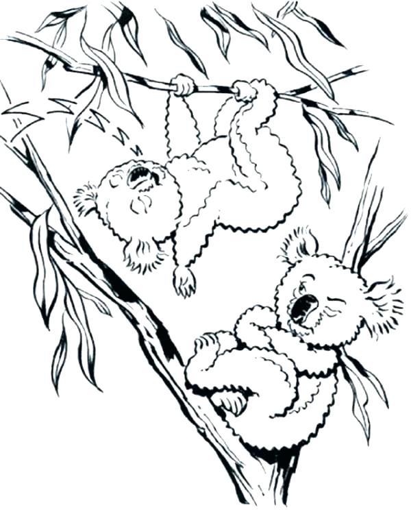 600x750 Koala Coloring Page Koala Coloring Pages Koalas Coloring Pages
