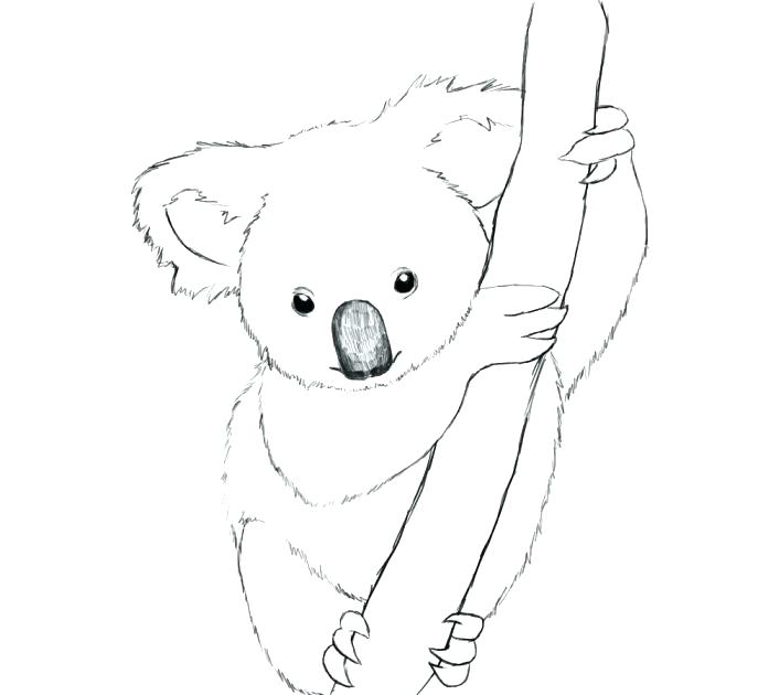 687x630 Koala Coloring Pages Best Koala Coloring Pages Fee Ballet