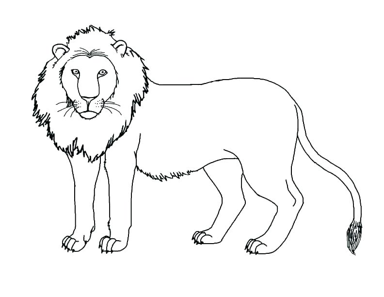 Lion Template Animal Templates Free Premium Templates Cute Lion 792x612 Lion Template Animal Templates Free Premium Templates Cute Lion