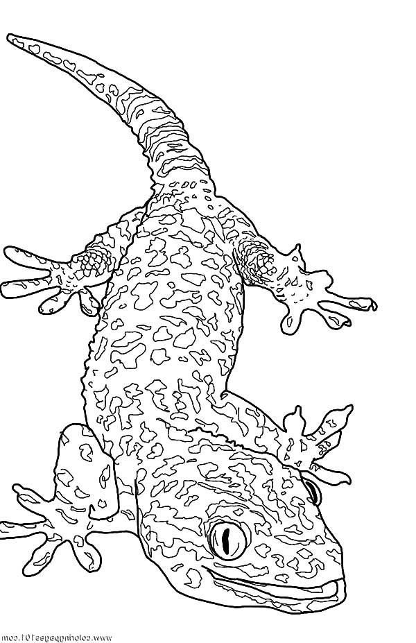 Giant Gecko Lizard Coloring Pages 600x927 Giant Gecko Lizard Coloring Pages
