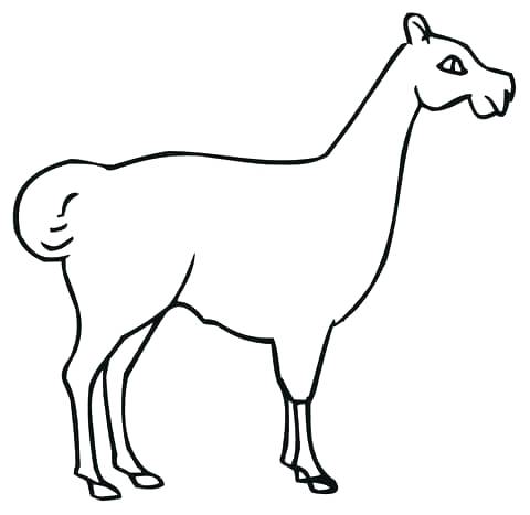 480x467 Llama Coloring Pages Amazing A Coloring Pages Kids Love Their Y