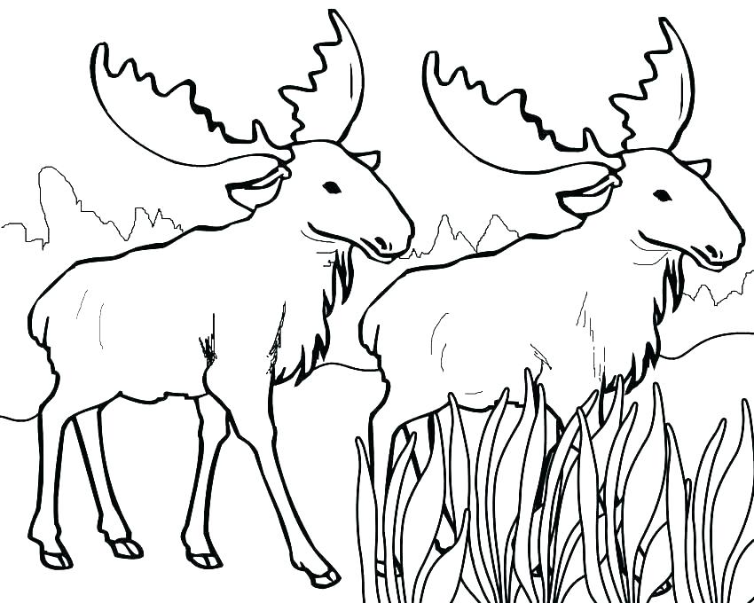 850x680 Moose Coloring Page Cute Baby Moose Coloring Page Baby Moose