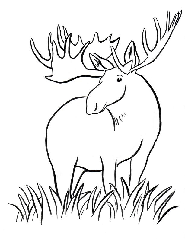 613x792 Moose Coloring Pages 360coloringpages