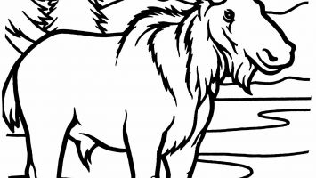 355x200 Seals Coloring Pages To Print Coloring For Kids 2018