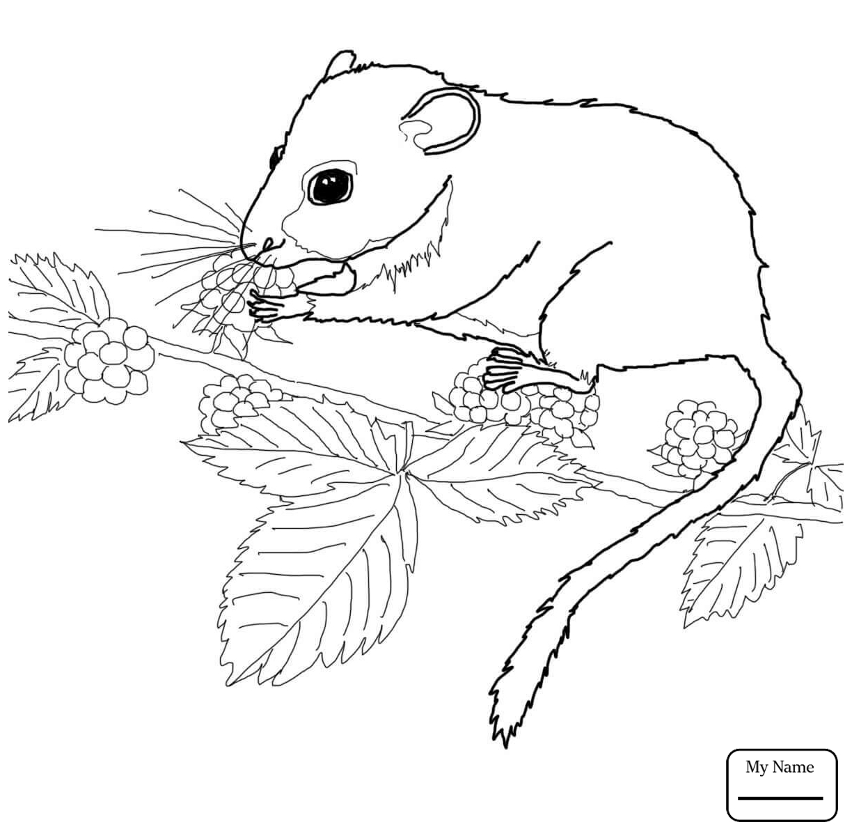 1224x1200 Dormouse Coloring Pages Gallery Coloring For Kids 2018