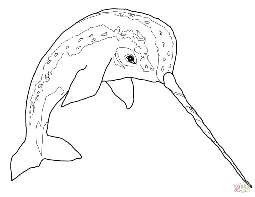 Narwhal Coloring Page Coloring Page Free Printable Pages 970x750 Narwhal Coloring Page Coloring Page Free Printable Pages