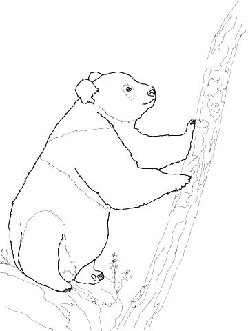 360x480 Bear Coloring Pages Cute Panda Coloring Pages Panda Bear Coloring