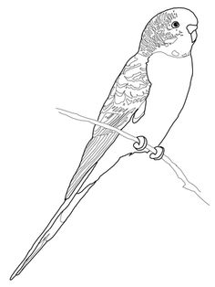 Parakeet, Beautiful Parakeet And Flower Coloring Page Sketches 236x314 Parakeet, Beautiful Parakeet And Flower Coloring Page Sketches