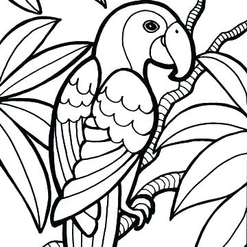 Parrot Birds Parrots Coloring Pages Free Printable Coloring Pages 360x360 Parrot Birds Parrots Coloring Pages Free Printable Coloring Pages