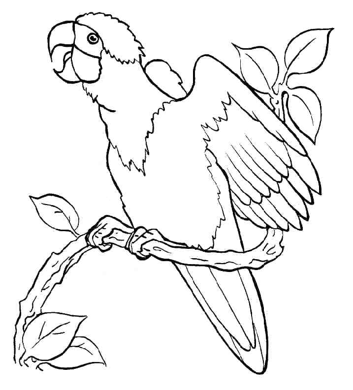 Parrot Coloring Page Coloring Pages Of Parrots Parrot Coloring 717x793 Parrot Coloring Page Coloring Pages Of Parrots Parrot Coloring