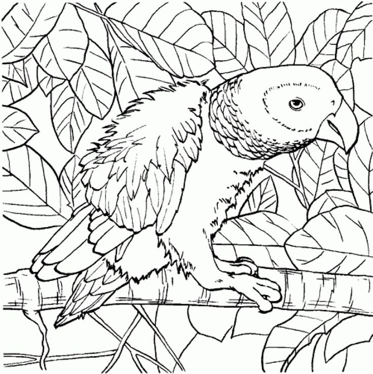315 Best Animal Coloring Pages Images On Animal 736x739 315 Best Animal Coloring Pages Images On Animal