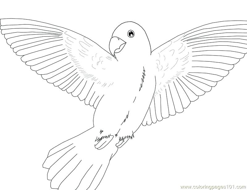 Parrot Coloring Page Parrot Coloring Pages For Preschoolers Cute 800x616 Parrot Coloring Page Parrot Coloring Pages For Preschoolers Cute