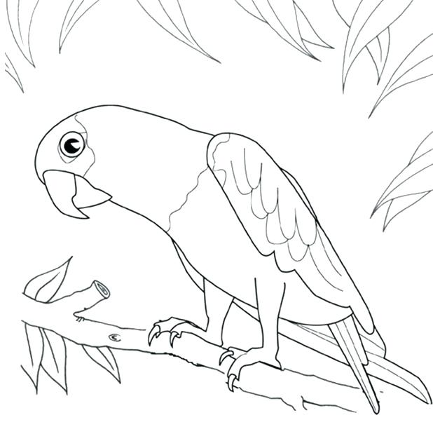 Parrot Pictures To Color As Well As Cute Parrot Coloring Pages 618x639 Parrot Pictures To Color As Well As Cute Parrot Coloring Pages