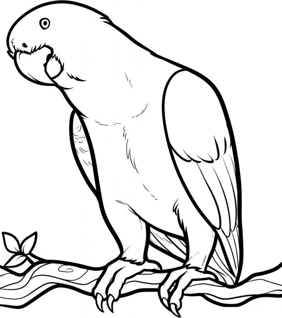 Pictures Of Parrots To Color 910x1024 Pictures Of Parrots To Color