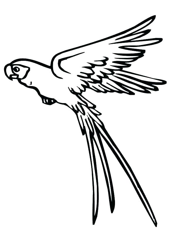 Parrot Coloring Page 600x800 Parrot Coloring Page