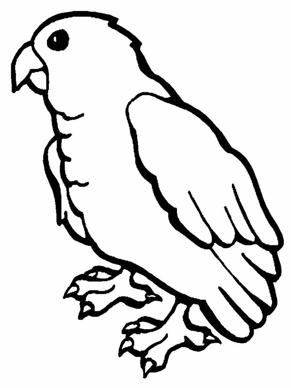 Baby Parrot Coloring Page 600x800 Baby Parrot Coloring Page