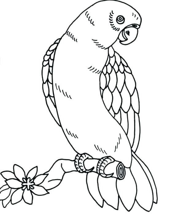 Baby Parrot Coloring Pages Parrot Coloring Pages Parrot Coloring 580x698 Baby Parrot Coloring Pages Parrot Coloring Pages Parrot Coloring