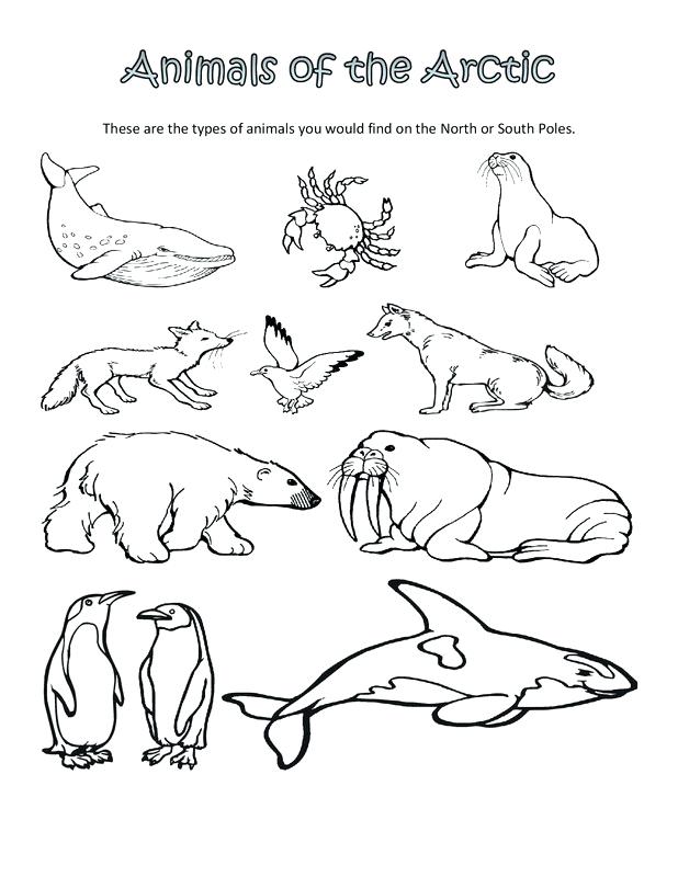 Cute Polar Bear Coloring Pages Kids Coloring Polar Animal Coloring 618x800 Cute Polar Bear Coloring Pages Kids Coloring Polar Animal Coloring