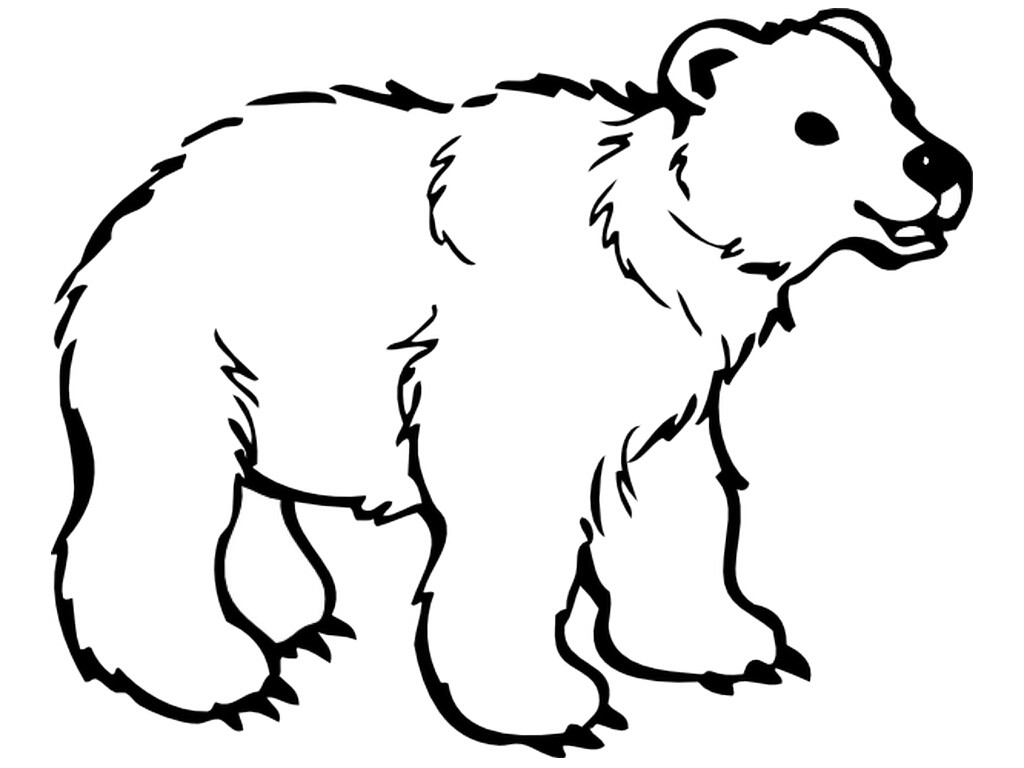 Polar Bear Coloring Sheet Acpra 1024x768 Polar Bear Coloring Sheet Acpra