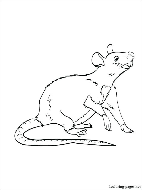 560x750 Rat Coloring Page Kangaroo Coloring Sheet Free Printable Kangaroo