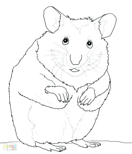 Cute Rat Coloring Pages at GetColorings.com | Free printable colorings ...