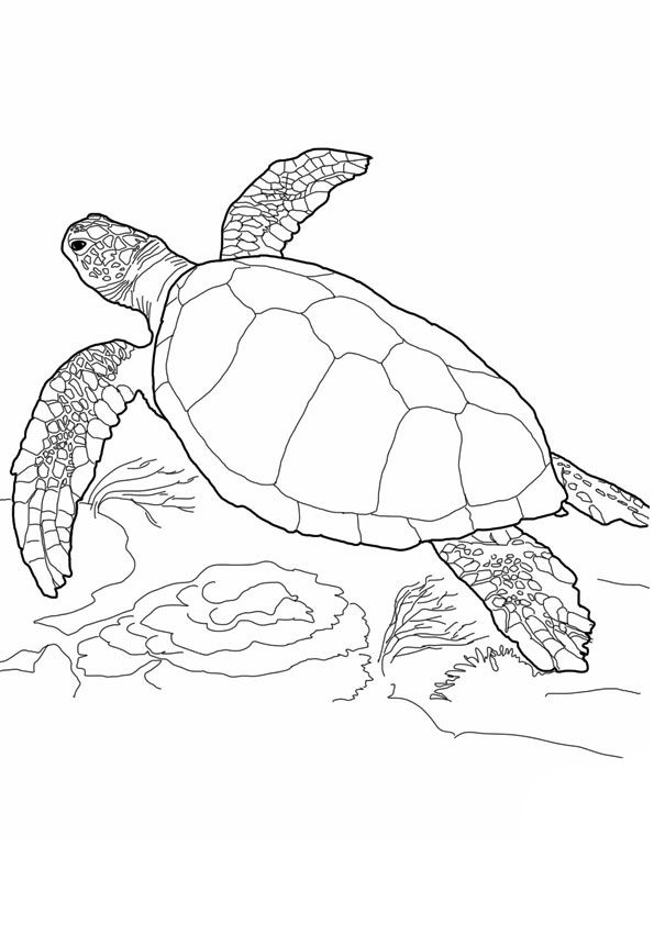 10 Cute Sea Turtle Coloring Pages Your Toddler Will Love To Color 595x842 10 Cute Sea Turtle Coloring Pages Your Toddler Will Love To Color