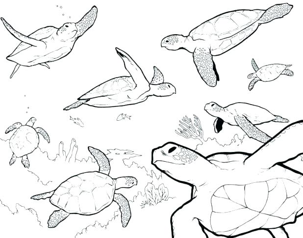 Green Sea Turtle Coloring Page Cute Turtle Coloring Pages 618x487 Green Sea Turtle Coloring Page Cute Turtle Coloring Pages
