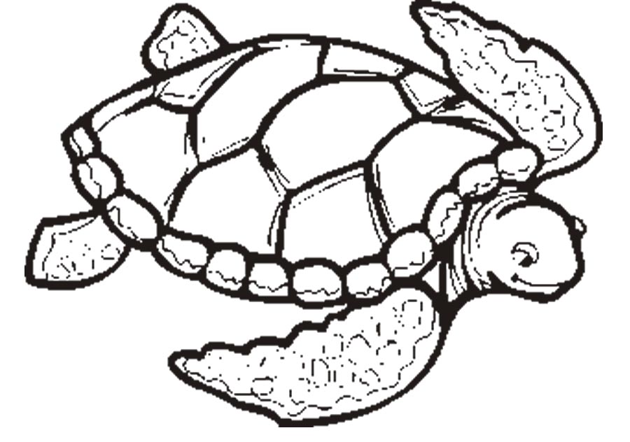 Impressive Sea Turtle Vintage Turtle Coloring Book 900x632 Impressive Sea Turtle Vintage Turtle Coloring Book