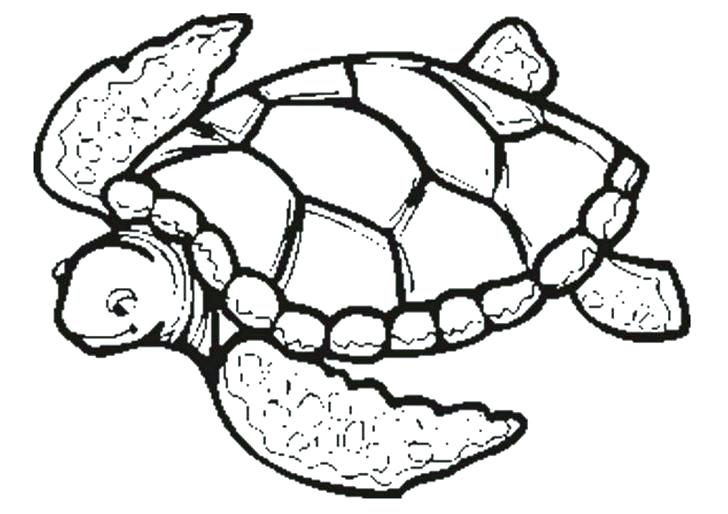 Sea Turtle Coloring Page Sea Turtle Research Coloring Page Free 728x514 Sea Turtle Coloring Page Sea Turtle Research Coloring Page Free