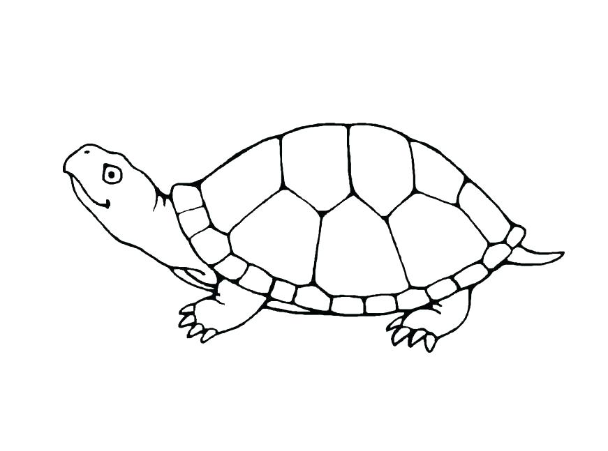 Turtle Coloring Page Turtle Coloring Pages Pdf 871x647 Turtle Coloring Page Turtle Coloring Pages Pdf