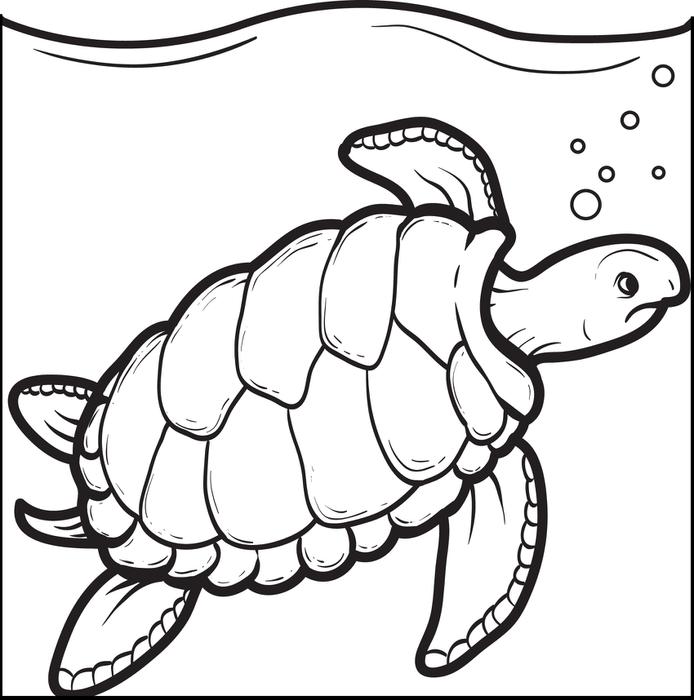 Turtle Coloring Pages To Print 694x700 Turtle Coloring Pages To Print
