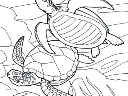 Baby Sea Turtle Coloring Page Cute Turtle Coloring Pages Turtle 440x330 Baby Sea Turtle Coloring Page Cute Turtle Coloring Pages Turtle