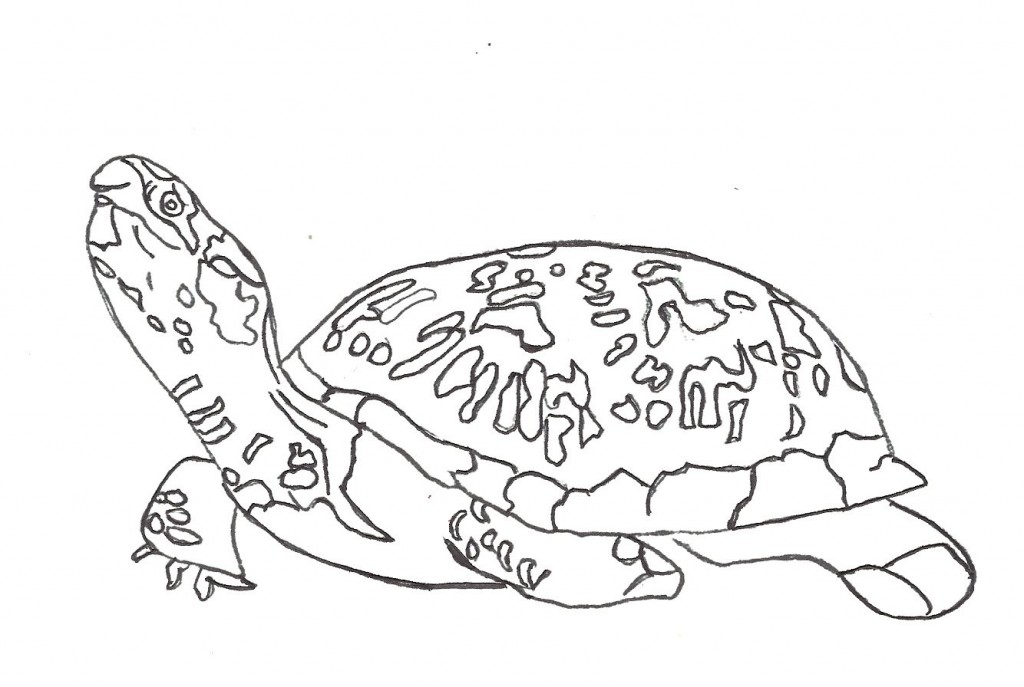 Baby Turtle Coloring Pages Cute Sea 1024x687 Baby Turtle Coloring Pages Cute Sea