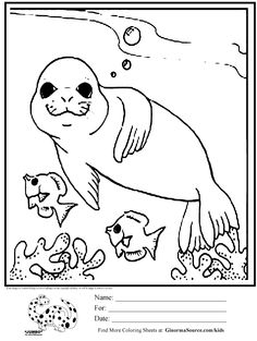 Cute Seal Coloring Pages