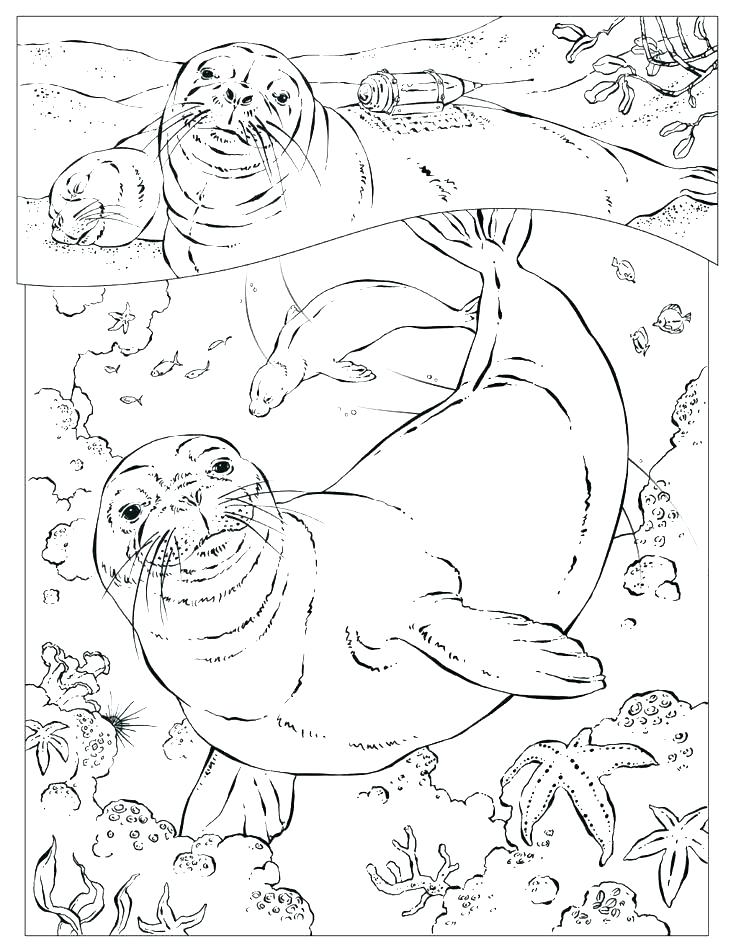 736x952 Seal Coloring Page Presidential Seal Coloring Page Leopard Seal
