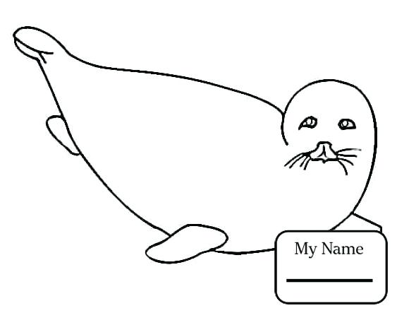 563x443 Seal Coloring Pages Harp Coloring Page Leopard Seal Coloring Pages