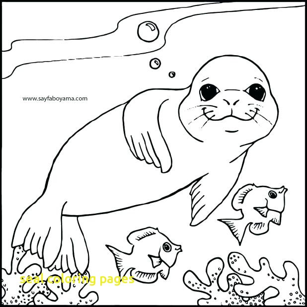 618x618 Seal Coloring Pages With Harp Seal Coloring Pages State Page