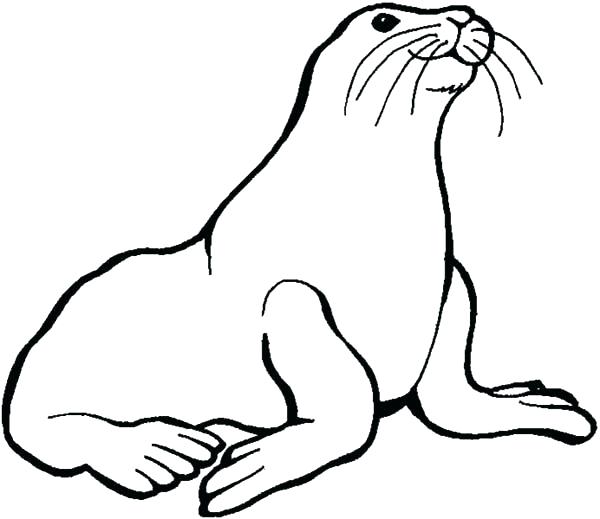 600x519 Seal Coloring