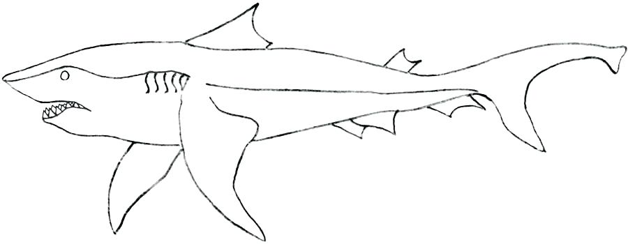 900x350 Megalodon Coloring Pages Shark Coloring Pages Coloring Pages