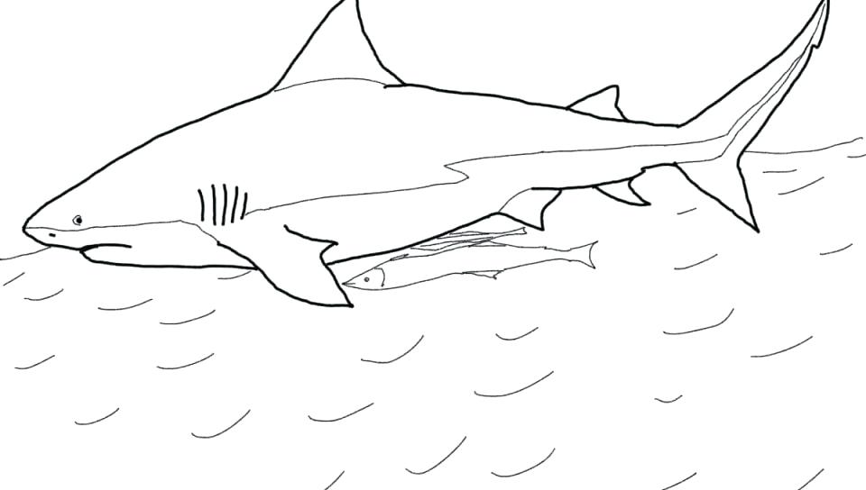 960x544 Sharks Coloring Pages Coloring For Kids Goblin Shark Pages