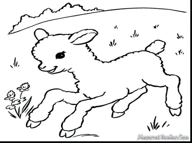 667x500 Coloring Pages ~ Sheep Coloring Pages Cl Lost Bible Page Sheep