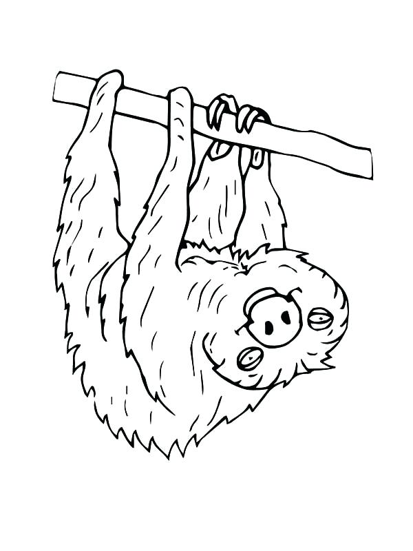 600x800 Sloth Coloring Page Sloth Hanging Upside Down Coloring Page Cute