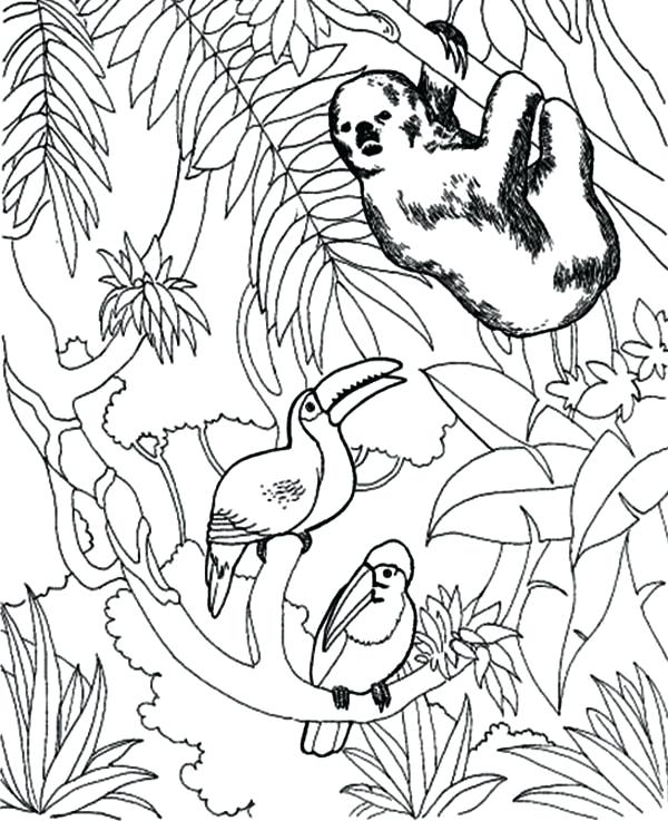 600x737 Sloth Coloring Pages Sloth And Toucan Bird Coloring Page Cute