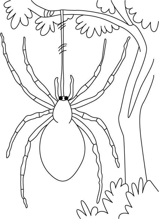 Spider Coloring Sheets For Halloween With Hanging On Tree Activity 540x740 Spider Coloring Sheets For Halloween With Hanging On Tree Activity