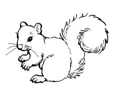 236x182 Free Printable Squirrel Coloring Pages For Kids Squirrel, Free