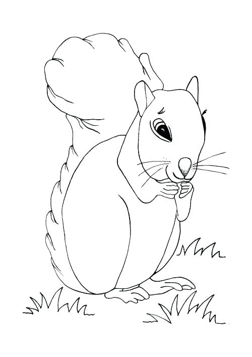 500x707 Squirrel Coloring Page Coloring Page Squirrel Cute Squirrel